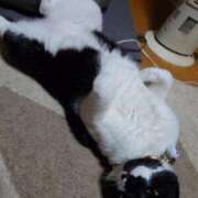 ヒメ日記 2026/04/19 21:18 投稿 猫山【ねこやま】 丸妻 西船橋店