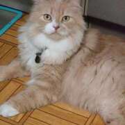 ヒメ日記 2026/04/21 10:03 投稿 猫山【ねこやま】 丸妻 西船橋店