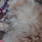 ヒメ日記 2026/04/22 01:32 投稿 猫山【ねこやま】 丸妻 西船橋店