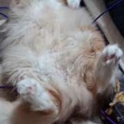 ヒメ日記 2026/04/22 02:38 投稿 猫山【ねこやま】 丸妻 西船橋店