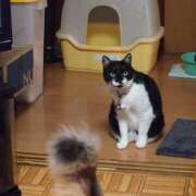 ヒメ日記 2026/04/29 15:56 投稿 猫山【ねこやま】 丸妻 西船橋店