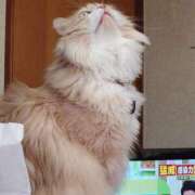 ヒメ日記 2026/05/08 18:54 投稿 猫山【ねこやま】 丸妻 西船橋店