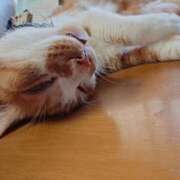 ヒメ日記 2026/07/19 12:54 投稿 猫山【ねこやま】 丸妻 西船橋店