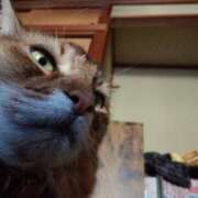 ヒメ日記 2026/07/20 12:59 投稿 猫山【ねこやま】 丸妻 西船橋店