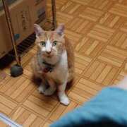 ヒメ日記 2026/07/27 18:59 投稿 猫山【ねこやま】 丸妻 西船橋店