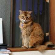 ヒメ日記 2026/10/22 18:59 投稿 猫山【ねこやま】 丸妻 西船橋店