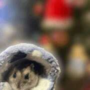 ヒメ日記 2025/12/13 08:06 投稿 日向えり 皇帝別館（こうていべっかん）