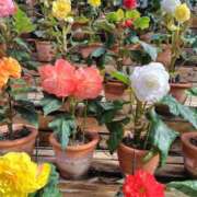 ヒメ日記 2025/11/11 11:41 投稿 まお 三重四日市ちゃんこ