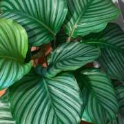 ヒメ日記 2025/01/09 19:01 投稿 青山いちか セレブショップ新宿（東京ハレ系）