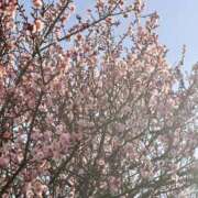 ヒメ日記 2025/02/26 08:30 投稿 青山いちか セレブショップ新宿（東京ハレ系）