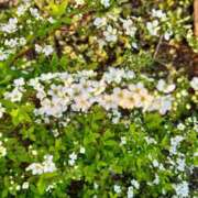 ヒメ日記 2025/03/26 08:33 投稿 青山いちか セレブショップ新宿（東京ハレ系）