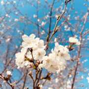 ヒメ日記 2025/04/04 13:02 投稿 青山いちか セレブショップ新宿（東京ハレ系）