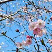 ヒメ日記 2025/04/05 08:31 投稿 青山いちか セレブショップ新宿（東京ハレ系）