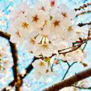 ヒメ日記 2025/04/09 08:27 投稿 青山いちか セレブショップ新宿（東京ハレ系）