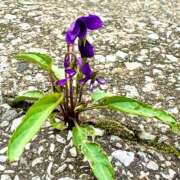 ヒメ日記 2025/04/15 18:08 投稿 青山いちか セレブショップ新宿（東京ハレ系）