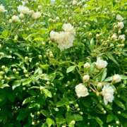 ヒメ日記 2025/04/18 12:28 投稿 青山いちか セレブショップ新宿（東京ハレ系）