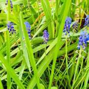 ヒメ日記 2025/04/19 06:39 投稿 青山いちか セレブショップ新宿（東京ハレ系）