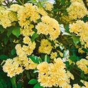 ヒメ日記 2025/04/26 19:03 投稿 青山いちか セレブショップ新宿（東京ハレ系）