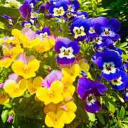 ヒメ日記 2025/04/27 08:31 投稿 青山いちか セレブショップ新宿（東京ハレ系）