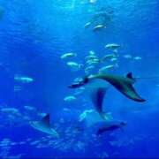 ヒメ日記 2025/05/01 19:29 投稿 青山いちか セレブショップ新宿（東京ハレ系）