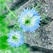 ヒメ日記 2025/05/10 08:41 投稿 青山いちか セレブショップ新宿（東京ハレ系）