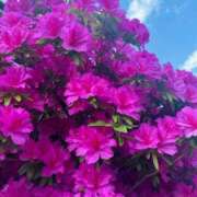 ヒメ日記 2025/05/22 20:03 投稿 青山いちか セレブショップ新宿（東京ハレ系）