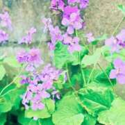 ヒメ日記 2025/05/27 08:26 投稿 青山いちか セレブショップ新宿（東京ハレ系）