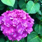 ヒメ日記 2025/06/14 18:31 投稿 青山いちか セレブショップ新宿（東京ハレ系）