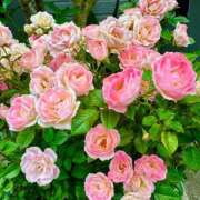 ヒメ日記 2025/06/19 19:02 投稿 青山いちか セレブショップ新宿（東京ハレ系）