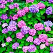 ヒメ日記 2025/06/27 20:15 投稿 青山いちか セレブショップ新宿（東京ハレ系）