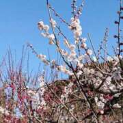 ヒメ日記 2026/02/11 08:01 投稿 青山いちか セレブショップ新宿（東京ハレ系）