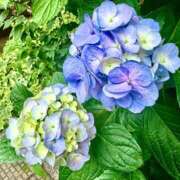 青山いちか 紫陽花(^-^) セレブショップ新宿（東京ハレ系）