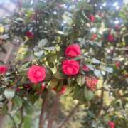 ヒメ日記 2025/04/01 08:42 投稿 えみり 出会い系人妻ネットワーク 上野〜大塚編