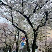 ヒメ日記 2025/04/03 16:12 投稿 えみり 出会い系人妻ネットワーク 上野〜大塚編