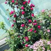 ヒメ日記 2025/05/07 12:10 投稿 えみり 出会い系人妻ネットワーク 上野〜大塚編