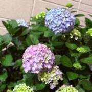 ヒメ日記 2025/05/31 21:44 投稿 えみり 出会い系人妻ネットワーク 上野〜大塚編