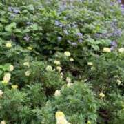 ヒメ日記 2025/10/03 11:59 投稿 えみり 出会い系人妻ネットワーク 上野〜大塚編