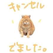 ヒメ日記 2025/12/07 19:01 投稿 ゆうか The White