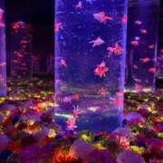 ヒメ日記 2026/03/15 13:44 投稿 Seira Hisui ELEGANT－エレガント－