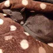 ヒメ日記 2026/04/01 23:50 投稿 ひな 熟女の風俗最終章 西川口店