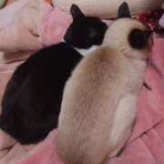 ヒメ日記 2025/04/12 20:22 投稿 こでまり 熟女の風俗最終章 西川口店