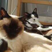 ヒメ日記 2025/07/02 07:22 投稿 こでまり 熟女の風俗最終章 西川口店