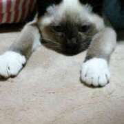 ヒメ日記 2025/08/11 12:36 投稿 こでまり 熟女の風俗最終章 西川口店