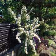 ヒメ日記 2025/10/22 10:42 投稿 こでまり 熟女の風俗最終章 西川口店