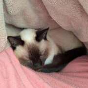 ヒメ日記 2025/12/02 07:22 投稿 こでまり 熟女の風俗最終章 西川口店