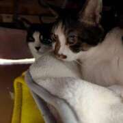 ヒメ日記 2026/03/14 07:00 投稿 こでまり 熟女の風俗最終章 西川口店