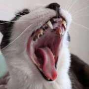 ヒメ日記 2026/03/31 06:20 投稿 こでまり 熟女の風俗最終章 西川口店