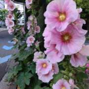 まいこ 趣味 💕 熟女の風俗最終章 仙台店