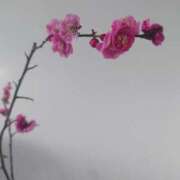 ヒメ日記 2025/02/16 16:02 投稿 鳥羽花 セレブショップ新宿（東京ハレ系）