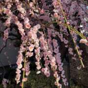 ヒメ日記 2025/02/24 08:31 投稿 佳奈(かな) グランドオペラ横浜